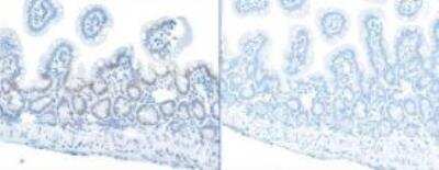 Immunohistochemistry-Paraffin: RPA2 [p Ser4, p Ser8] Antibody [NBP1-23017]